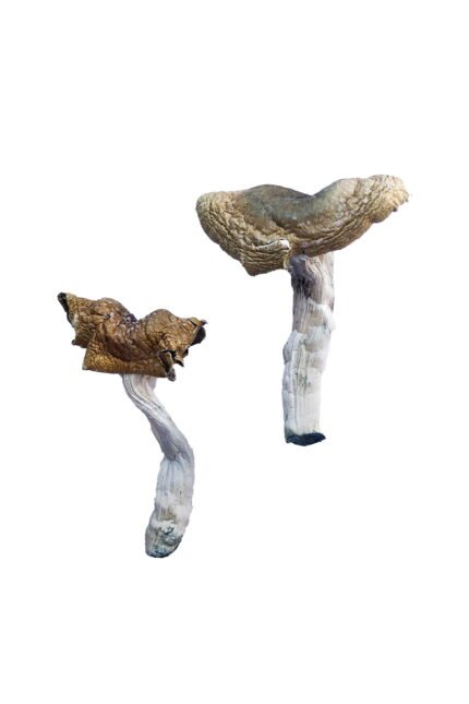 Florida White (F+) Magic Mushrooms