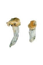 Gold-Member Magic Mushrooms