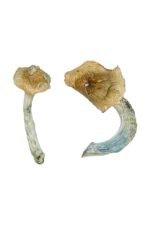 Gold-Member Magic Mushrooms